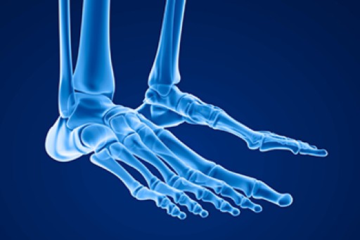 The Structure and Bones of the Foot